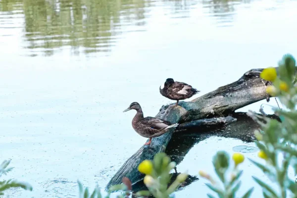 9bade3c2-c53e-4ea7-9d55-6c23f16414da